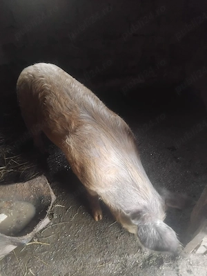 Porc 100 kg - imagine 2