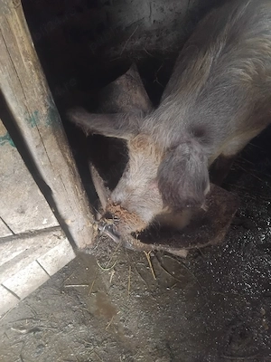 Porc 100 kg - imagine 5