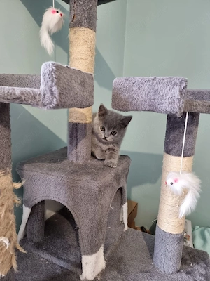 Motănel british shorthair  - imagine 5