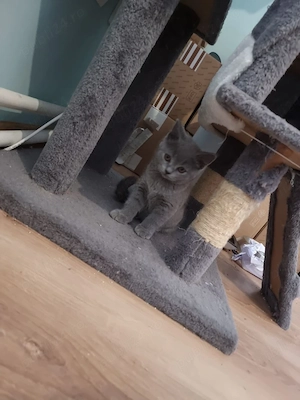 Motănel british shorthair  - imagine 3
