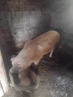 Porc 100 kg - imagine 3