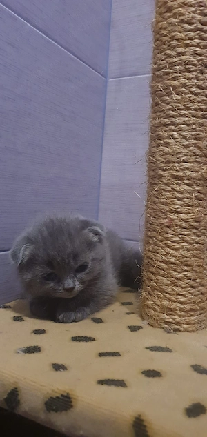 Scottish fold mascul  - imagine 3