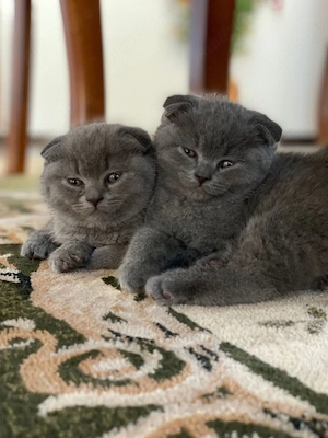 Scottish fold mascul 