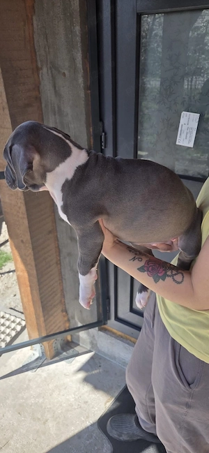 american bully 
