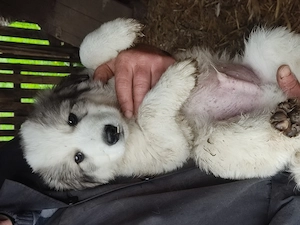 4 masculi și 3 femele Ciobănesc de Bucovina - imagine 3