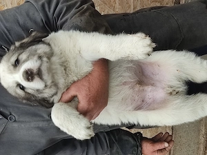 4 masculi și 3 femele Ciobănesc de Bucovina