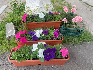 Flori in ghiveci