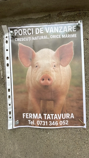 Porci ferma proprie