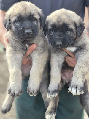 Căței ciobănesc kangal 