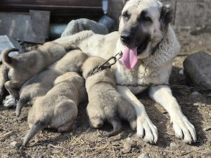 Căței ciobănesc kangal  - imagine 3