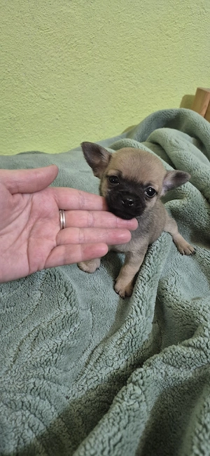 chihuahua baietel 