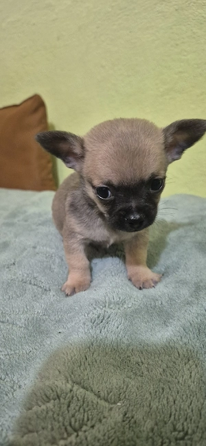 chihuahua baietel 