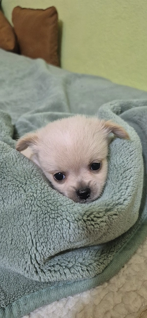 chihuahua baietel alb imaculat