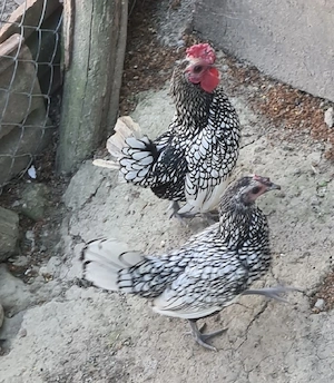 Cocos rasa sebright 