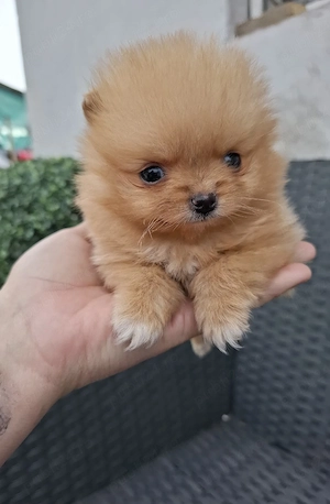 pomeranian mini toy 200g