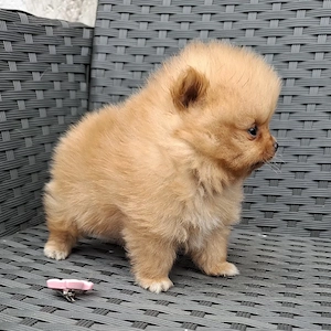 pomeranian mini toy  poze reale - imagine 2