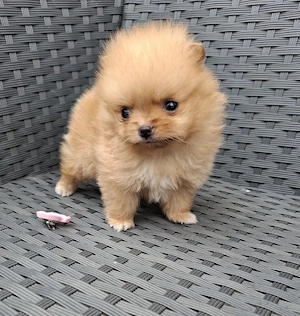 pomeranian mini toy  poze reale - imagine 3