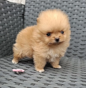 pomeranian mini toy  poze reale
