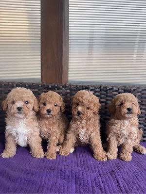 Maltipoo Toy F2 - imagine 2