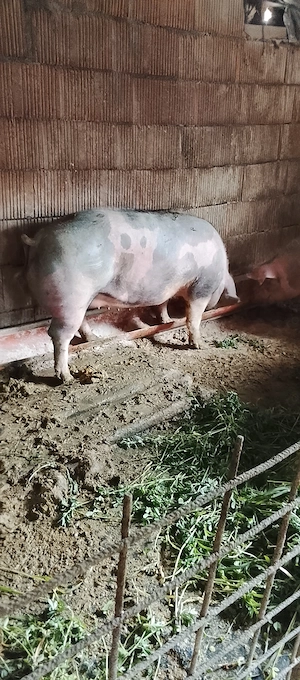 Porci de carne pietrain cu duroc