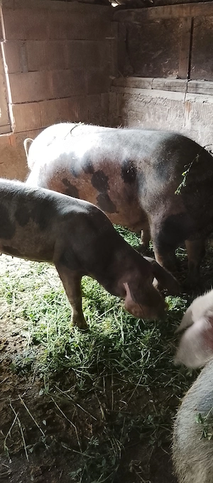 Porci de carne pietrain cu duroc - imagine 2