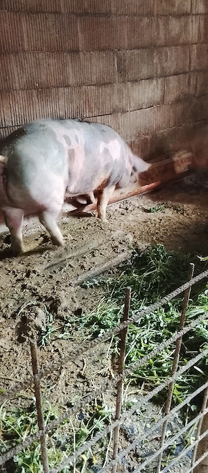 Porci de carne pietrain cu duroc - imagine 3