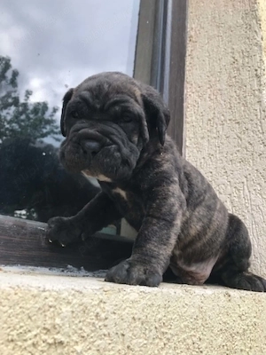 mascul cane corso pui 