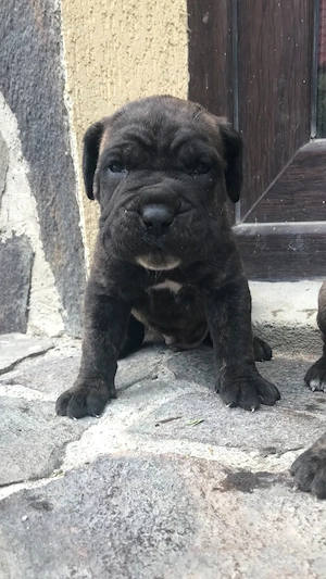 mascul cane corso pui  - imagine 2