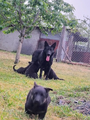Ciobanesc german negru și bicolor 