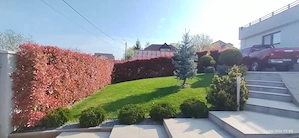 Îngrijire spatii verzi 