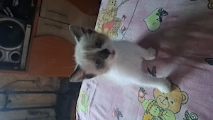 Pisici siameze de rasa 