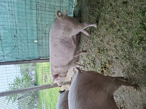 Vand porci bio de rasa  Landrace marele alb 120-130kg
