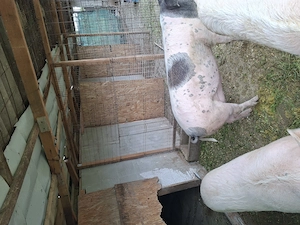 Vand porci bio de rasa  Landrace marele alb 120-130kg - imagine 4