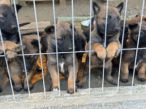 Căței ciobănesc malinois