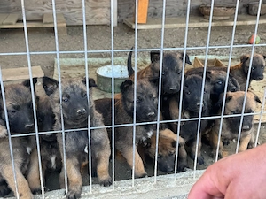 Căței ciobănesc malinois - imagine 2