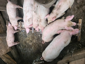 Vând purcei de 7saptamani, rasă landras 