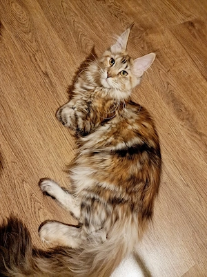 Fetițe Maine Coon cu Pedigree - imagine 3