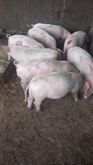 Purcei 700lei perechea 