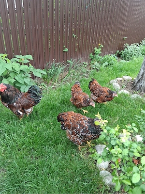 Gaini Wyandotte, Brahma, Cochinchina si oua pt incubat