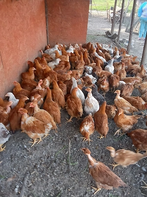 vînd puicuțe 2 kg 60 lei cocoși tiner50  - imagine 4