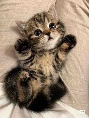 British Shorthair 