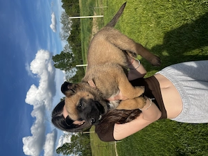 Ciobănesc Belgian Malinois