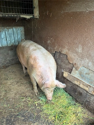 Vand porc Galati