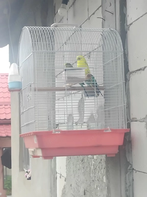 vand perusi 