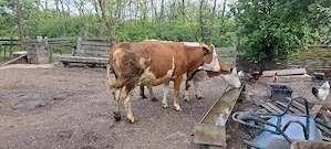 vaca buna d