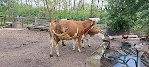 vaca buna d - imagine 2