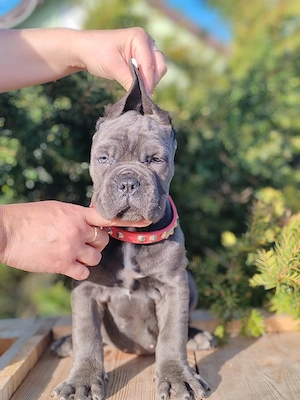 Cane corso disponibile  - imagine 5