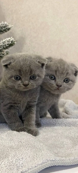 scottish fold!!!