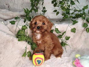 Vand Cavapoo f1 rosu - imagine 3
