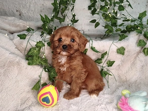 Vand Cavapoo f1 rosu - imagine 2